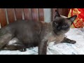 CATLOVERTIPS Howtotakecarecat TIPSFORTAKINGCARECAT ANU ANG TIPS MO PARA SA PUSA CATLOVERTIPS Howtotakecarecat TIPSFORTAKINGCARECAT ANU ANG TIPS MO PARA SA PUSA