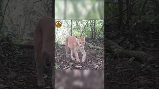 Registros impressionantes das câmeras em diferentes pontos da mata,. #animais #vida #selvagem
