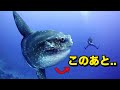 世界最弱?マンボウはなぜ弱いのか?