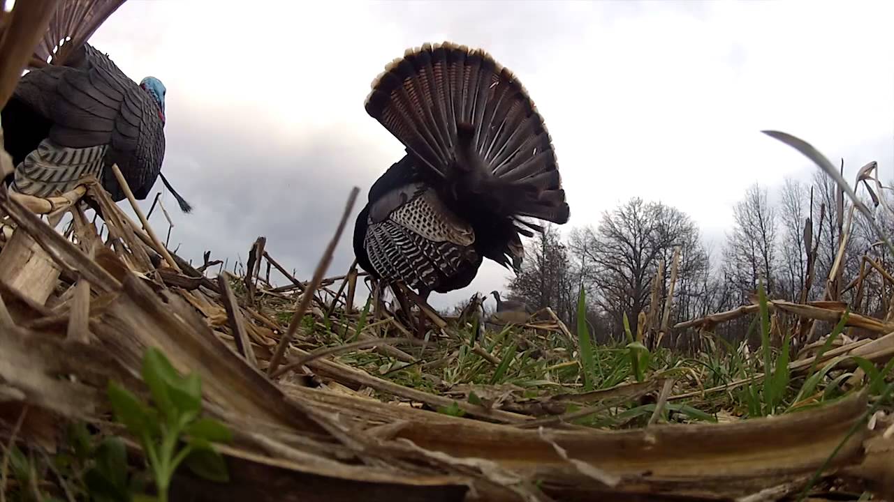 GoPro Turkey Kill - YouTube
