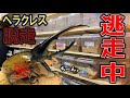 リアル逃走中!巨大カブトムシが脱走して大騒ぎしましたw(くろねこチャンネル)