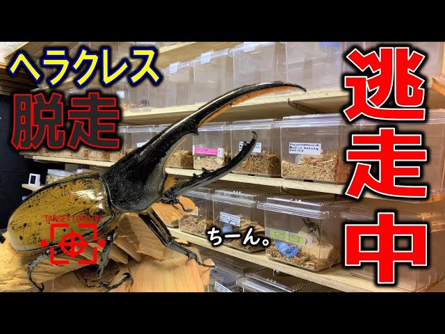 Real-life escape! A giant rhinoceros beetle escapes and causes a