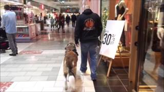 Saint Bernard/Mastiff Service Dog Training Best Dog Training in Portland Oregon