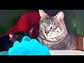 🔴猫と眠れる水音スライム😁😹🤟CatWater & Slime ASMR