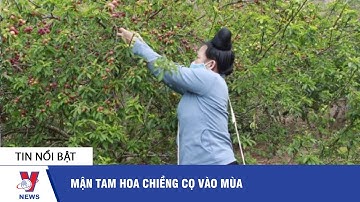 Mận Tam Hoa Chiềng Cọ vào mùa - VNEWS