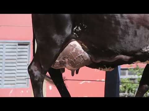 LOTE 06 1065 FIV MONTROSS CHRF 8822BY