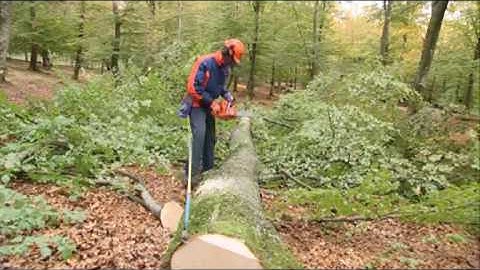 How to work with chainsaws - Limbing