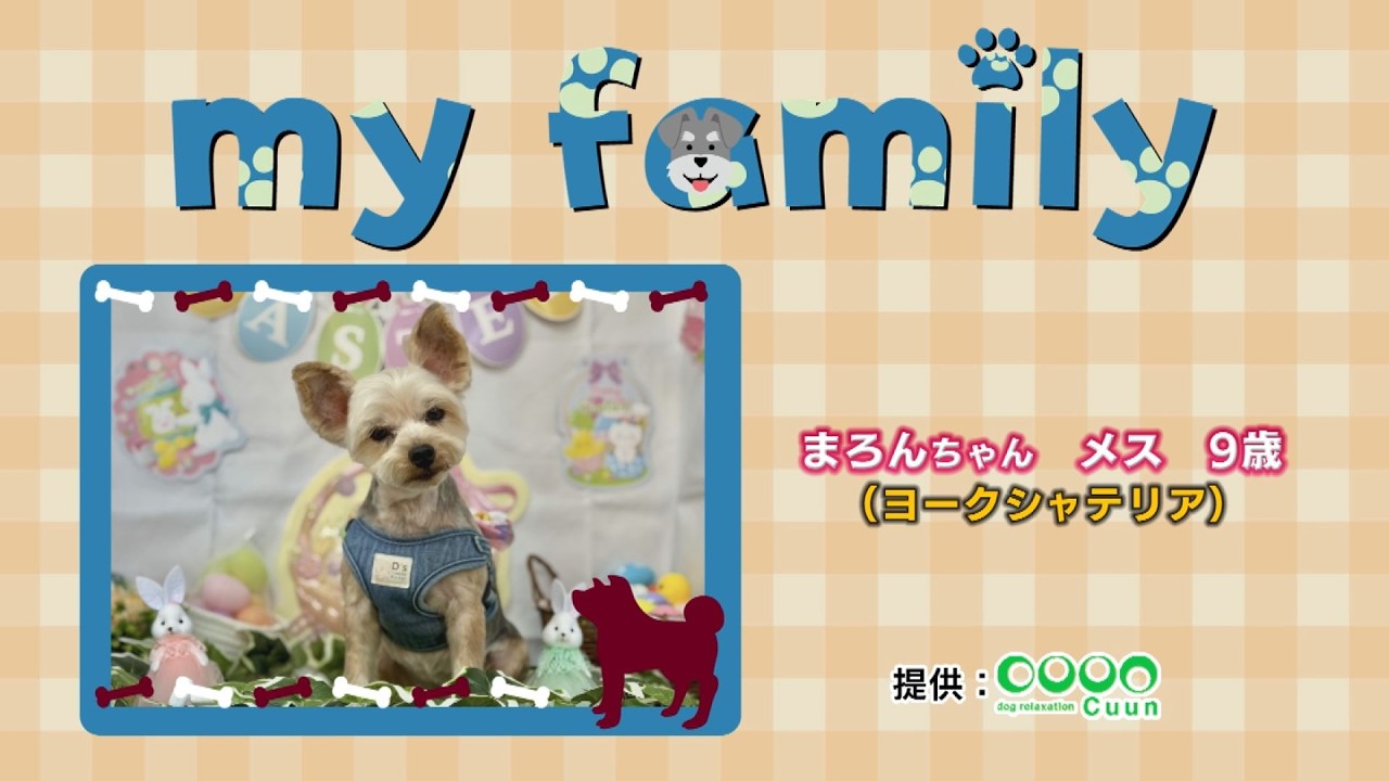 my family #53 まろんちゃん #ヨークシャテリア - YouTube