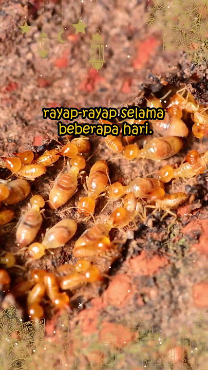 Ketika Jin Diawasi Oleh Jasad Nabi Sulaiman Yang Telah Wafat #shorts
