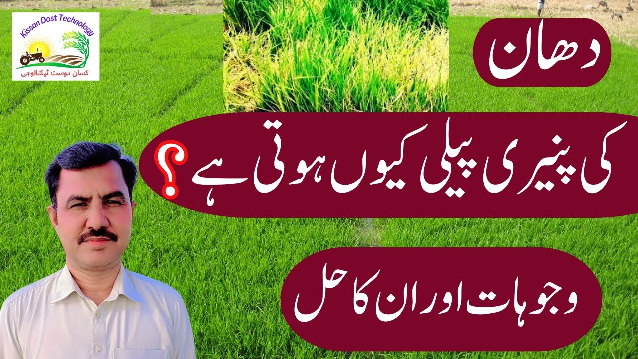 Why is paddy  nursery  yellow? |دھان کی پنیری  پیلی کیوں ہوتی ہے؟