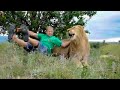 Shock a man teaches a lion how not to do it