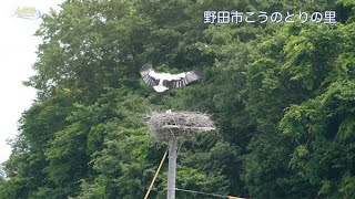 野田市こうのとりの里 Ⅴ