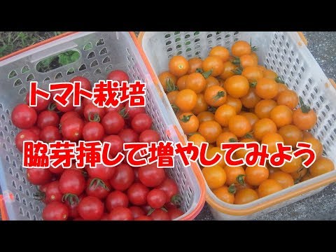 ミニトマト 脇芽 残す