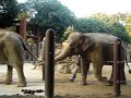 お部屋に帰るゾウさん