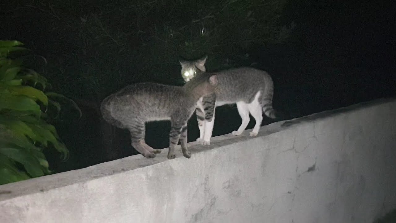 Cats Fight at night