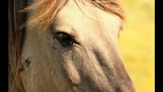 Horses in Translation Book Trailer