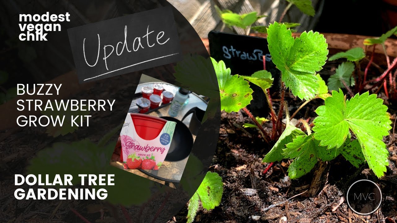 Dollar Tree Strawberry Buzzy Grow Kit Update YouTube