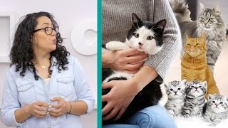 5 Cat Litters for Your Cat Chewy