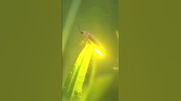 Fireflies l Insect