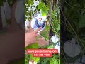 Solar Lantern Light: Illuminate Your Nights, Sustainably