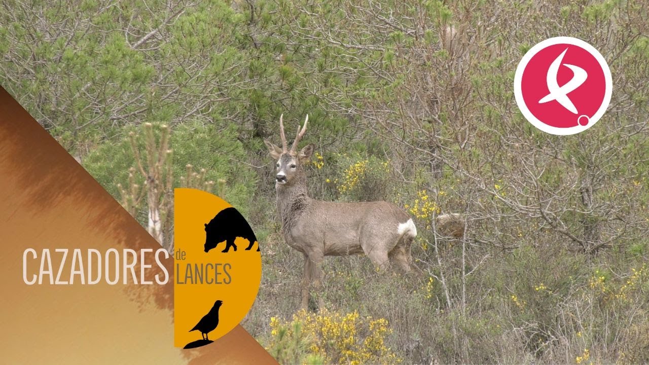 Gestionando las poblaciones de corzos para conseguir buenos trofeos | Cazadores de Lances