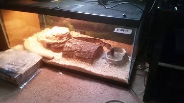 Ball python drinking water
