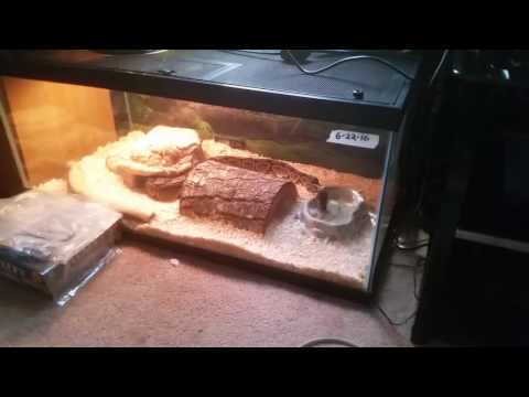 Ball python drinking water