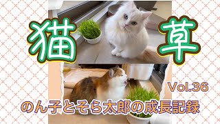 猫草をあげてみました！2人はどんな反応をするの？ by のん子とそら太郎の成長記録 48 views 13 days ago 3 minutes, 9 seconds