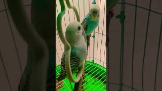 🦜🦜🕊️ pyar ho jayega #birds #parrot #hindisong