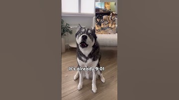 My dog calls his friends (he speaks!!) #shorts #dogshorts #husky #dog #huskies #doglover