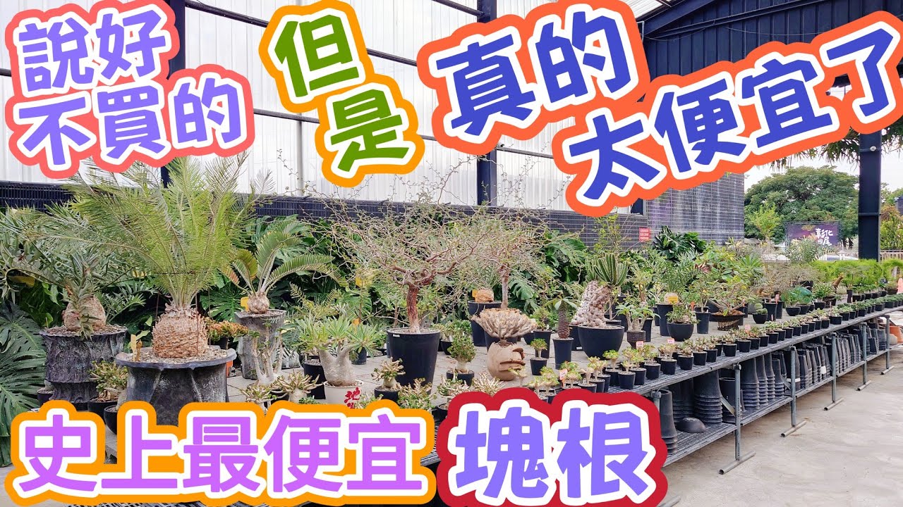 ［跟著阿郁逛］說好不買的但是真的太便宜了#塊根#塊根植物#龍舌蘭#多肉植物#多肉#盆景#盆栽#沙漠玫瑰#花園#植物#植物燈#生活#開箱#療癒#鹿角蕨#觀葉植物#花市#園藝#田尾#教學#花#秘訣#日常