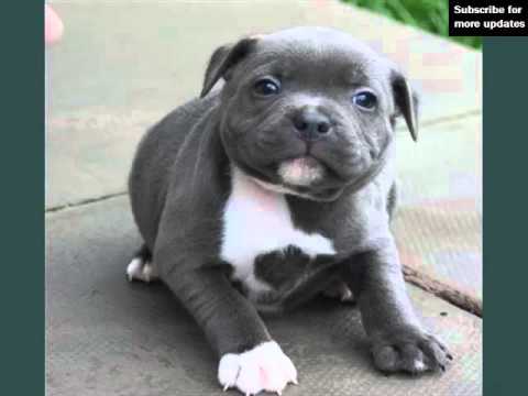 grey puppy staffy