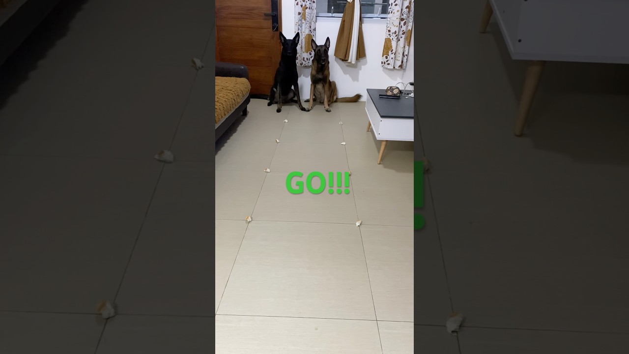 Food Race! #shorts #short #shortvideo #shortsvideo #shortsfeed #trending #funny #viralvideo #fyp