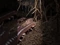 Earthworm POV Inside the Tunnel – Traffic &amp; Interaction #pov #animalcamera #shorts  #microcamera