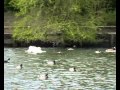 Mute Swans Chasing Their Cygnets Away