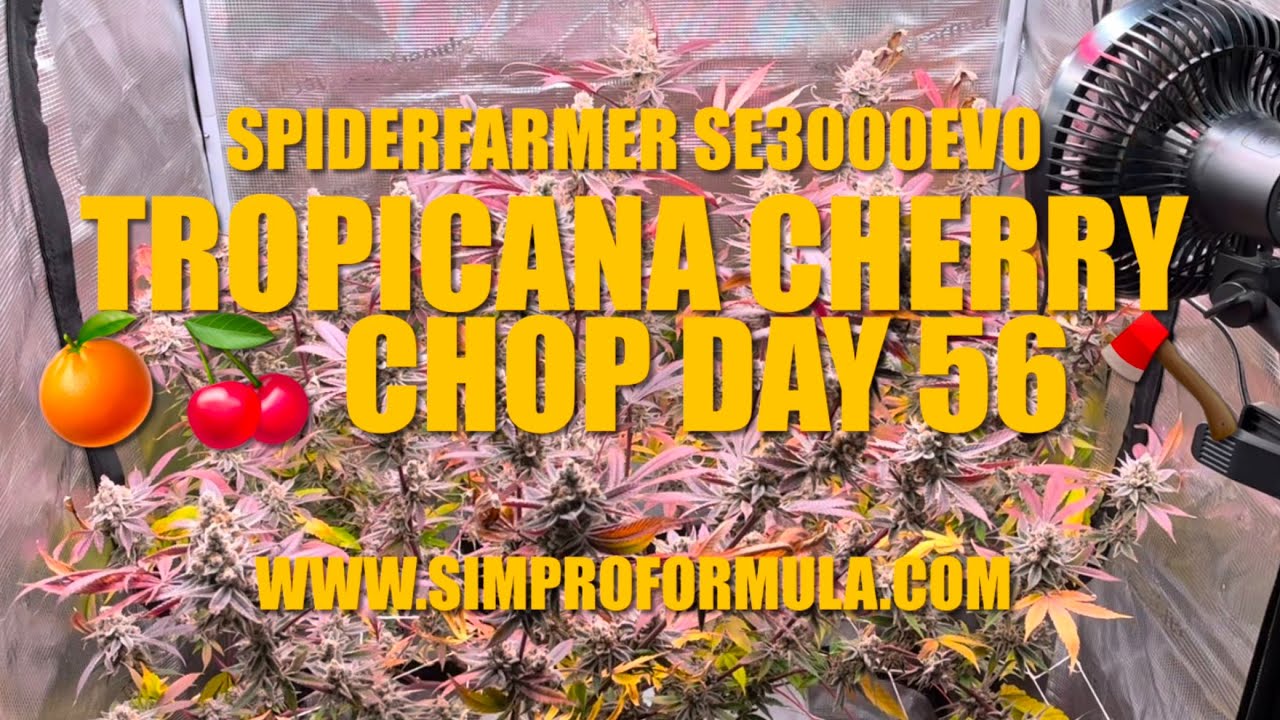 SpiderFarmer SE3000EVO Grow Light Tropicana Cherry Chop Day 56 