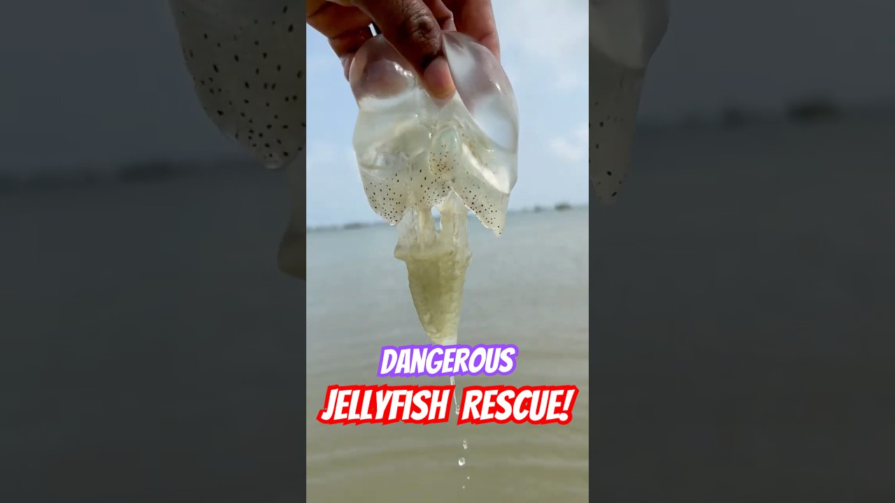Rescuing a Beautiful Jellyfish: A Mesmerizing Ocean Moment! 