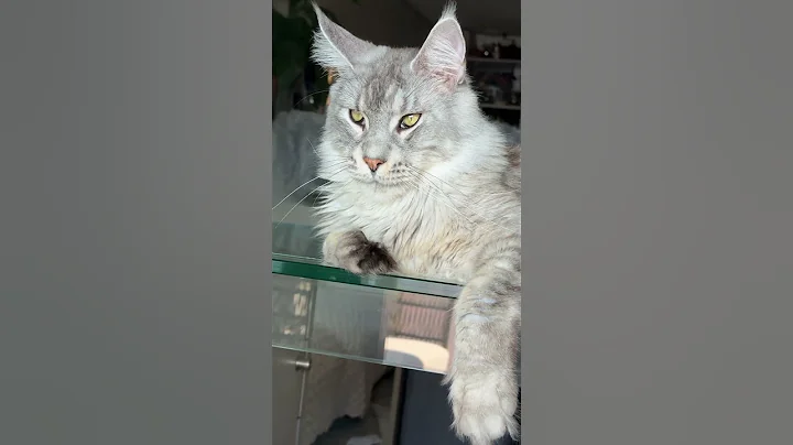 Video 10386781: coon mainecoon kitten cat, coon big cat mainecoon, mains coon cat mainecoon, mainecoon cat cutecat kitten, mainecoon cat kitten kitty, mainecoon cat kitty cute, mainecoon kitty funny cats