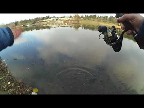 წინასატურნირო ვარჯიში