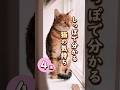 【しっぽで分かる猫の気持ち】#猫 #ここ猫 #猫のいる暮らし #猫動画