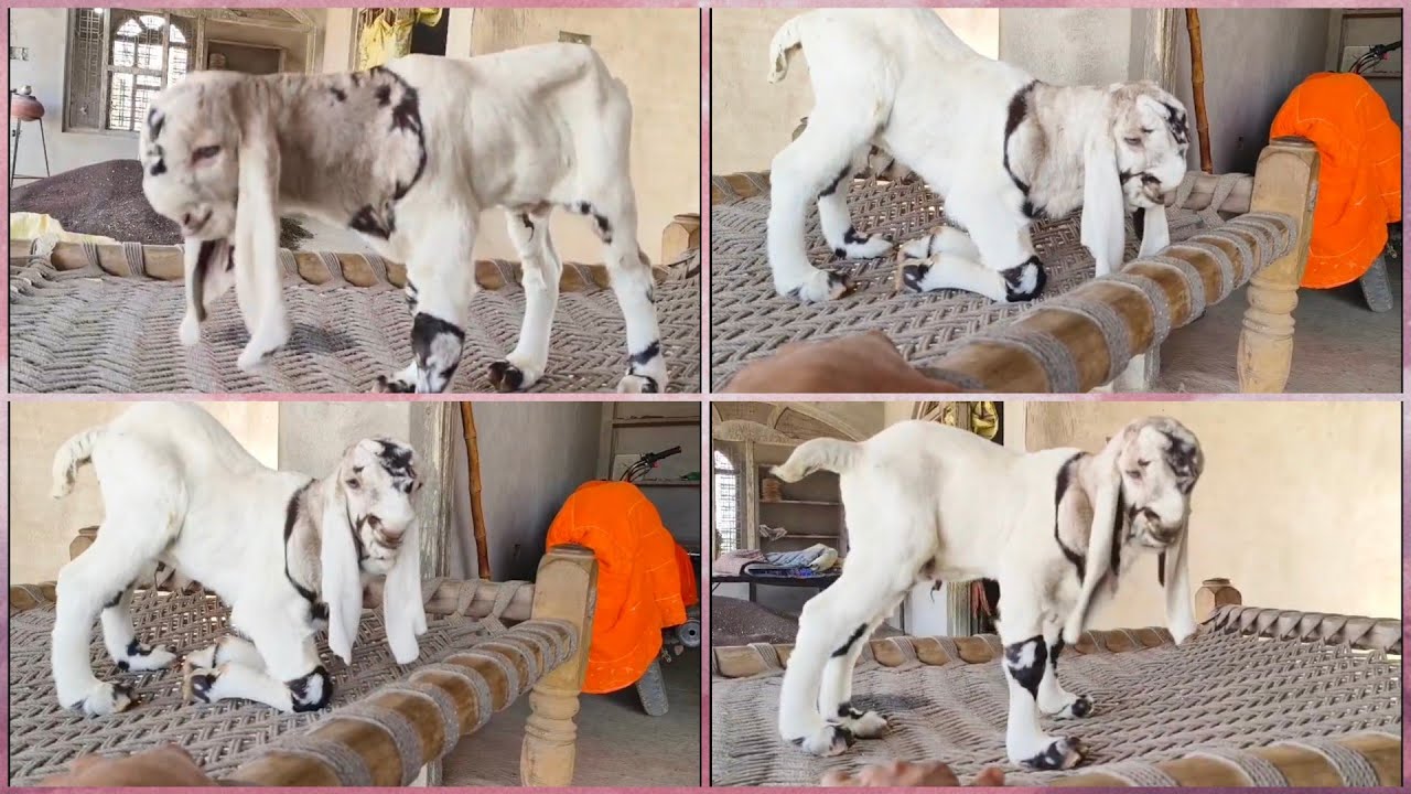 Top Quality Totapari Goat Kids 😍 | Beautiful Original Bacche | Full Farm Video 🐐🔥