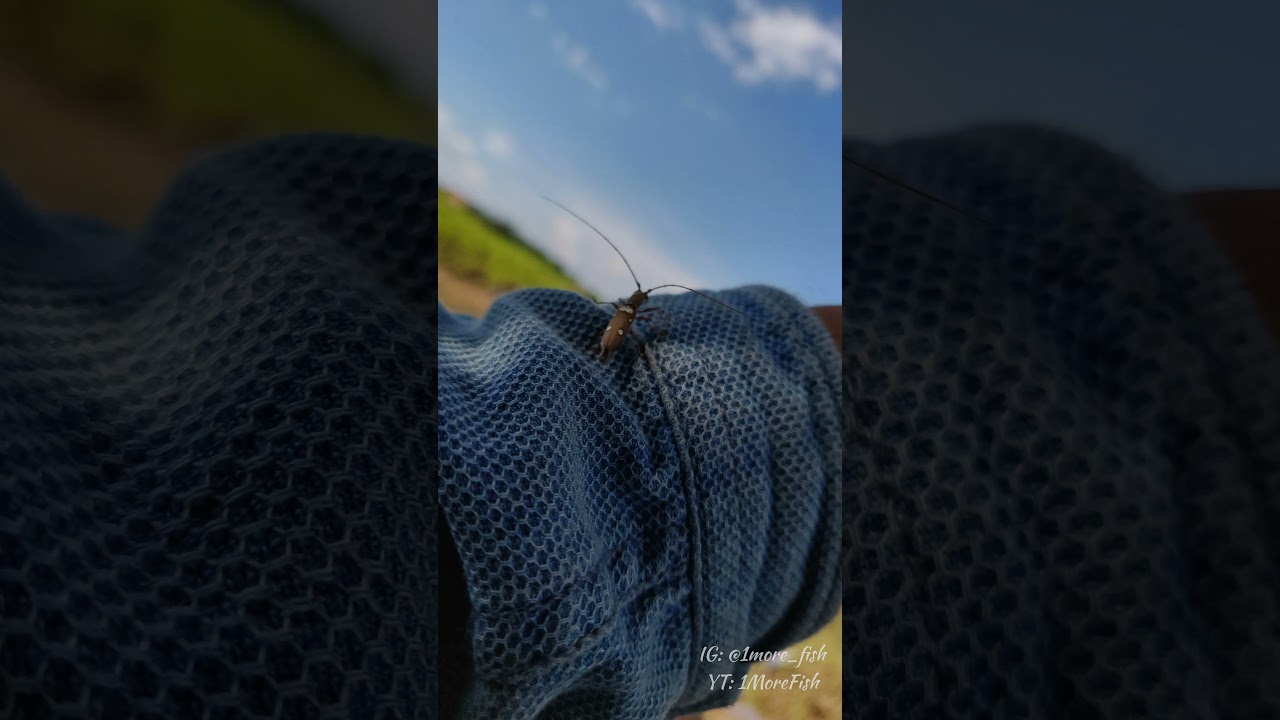 Anyone know  it's name? 