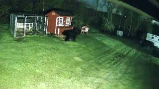 Black bear sighting in Upstate NY