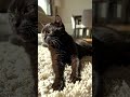 #aishorts #cat #fighting #cute #funny #cutecat #animals #funnycats #kitty #pets #kawii #feetpaws