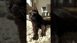 #aishorts #cat #fighting #cute #funny #cutecat #animals #funnycats #kitty #pets #kawii #feetpaws