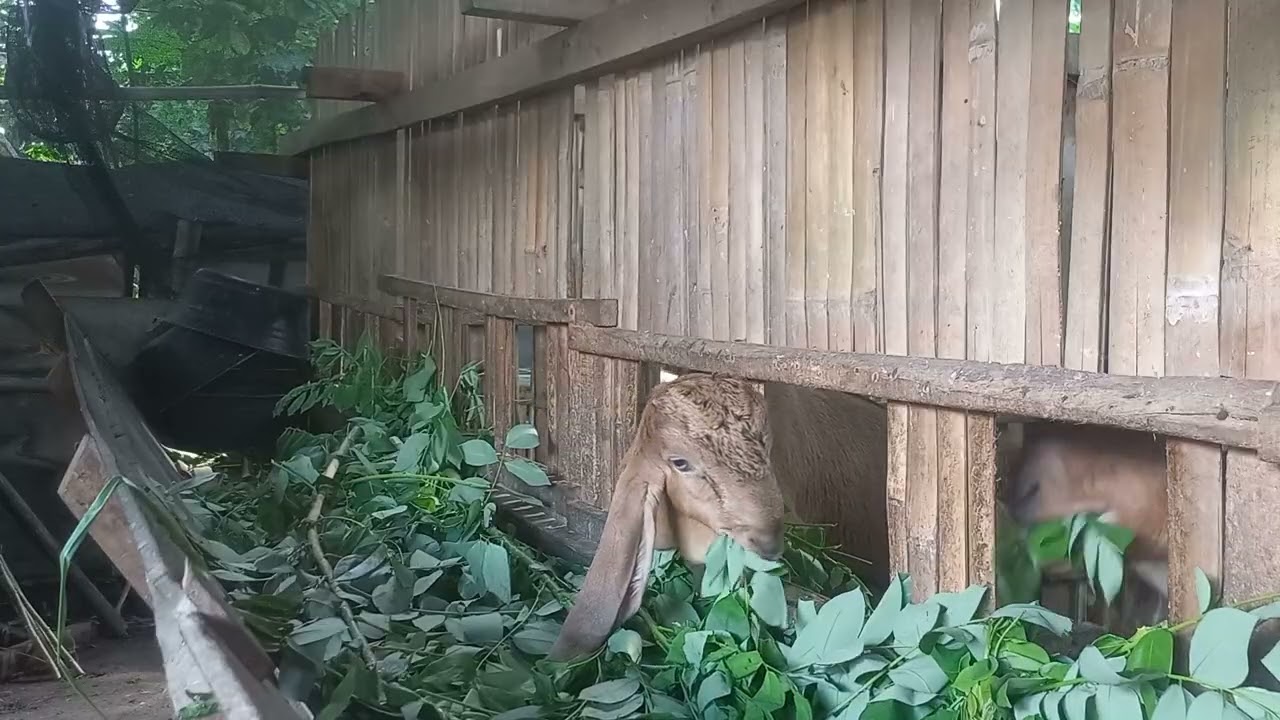 Kambing lagi makan daun gamal/dadabe
