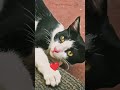 You’ll Cry Missing Rani Cat… 😢🐾💔#kittens #catshorts