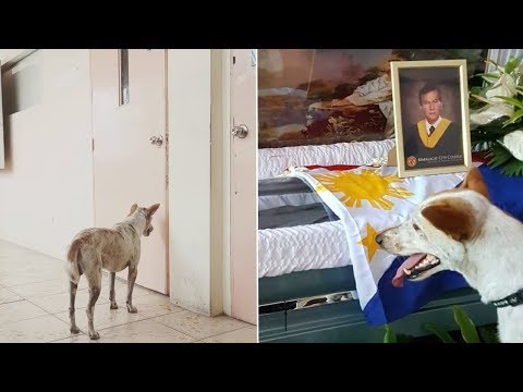 Dog Waits Outside Classroom For Favourite Teacher