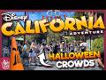 How CROWDED is Disney California Adventure for Halloween 2024?