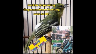 Download Lagu pancingan burung sirtu makin terpikat... MP3